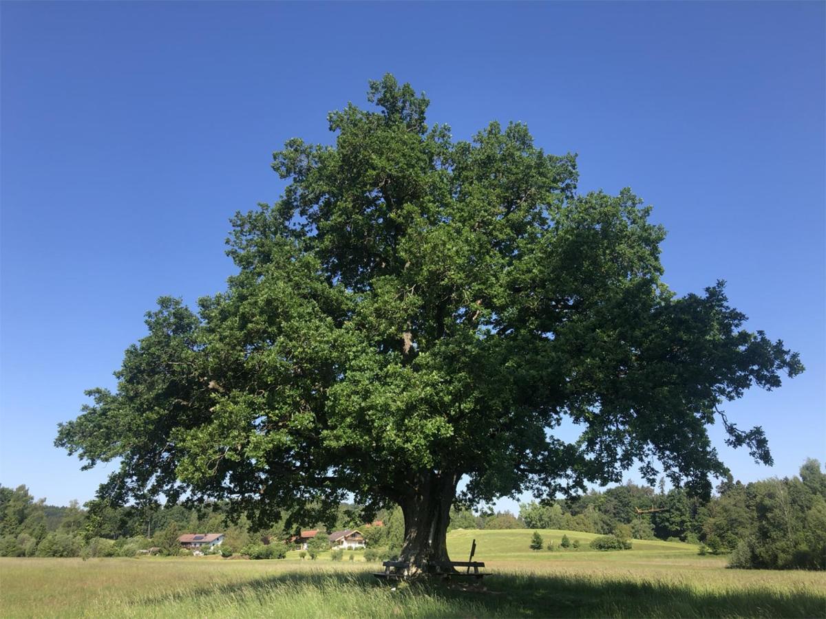 Seeblick Chiemgau, Haus Am Weinberg, 83370 Seeon Oberbayern מראה חיצוני תמונה